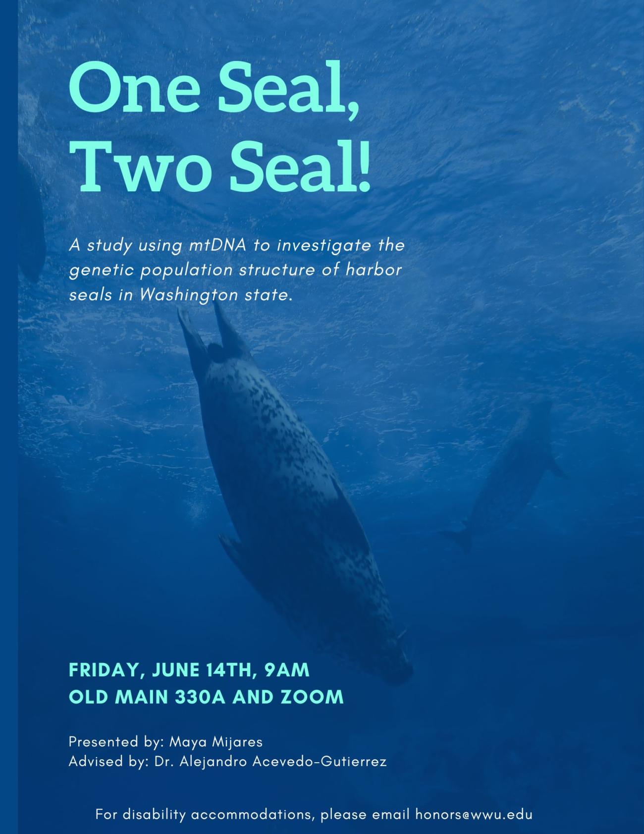 A blue, watery background with two harbor seals swimming underwater. The text reads "One seal, two seal! A study using mtDNA to investigate the genetic population structure of harbor seals in Washington State. Friday, June 14th, 9 am, Old Main 330A and Zoom. Presented by: Maya Mijares, Advised by: Dr. Alejandro Acevedo-Gutierrez. For disability accommodations, please email honors@wwu.edu."
