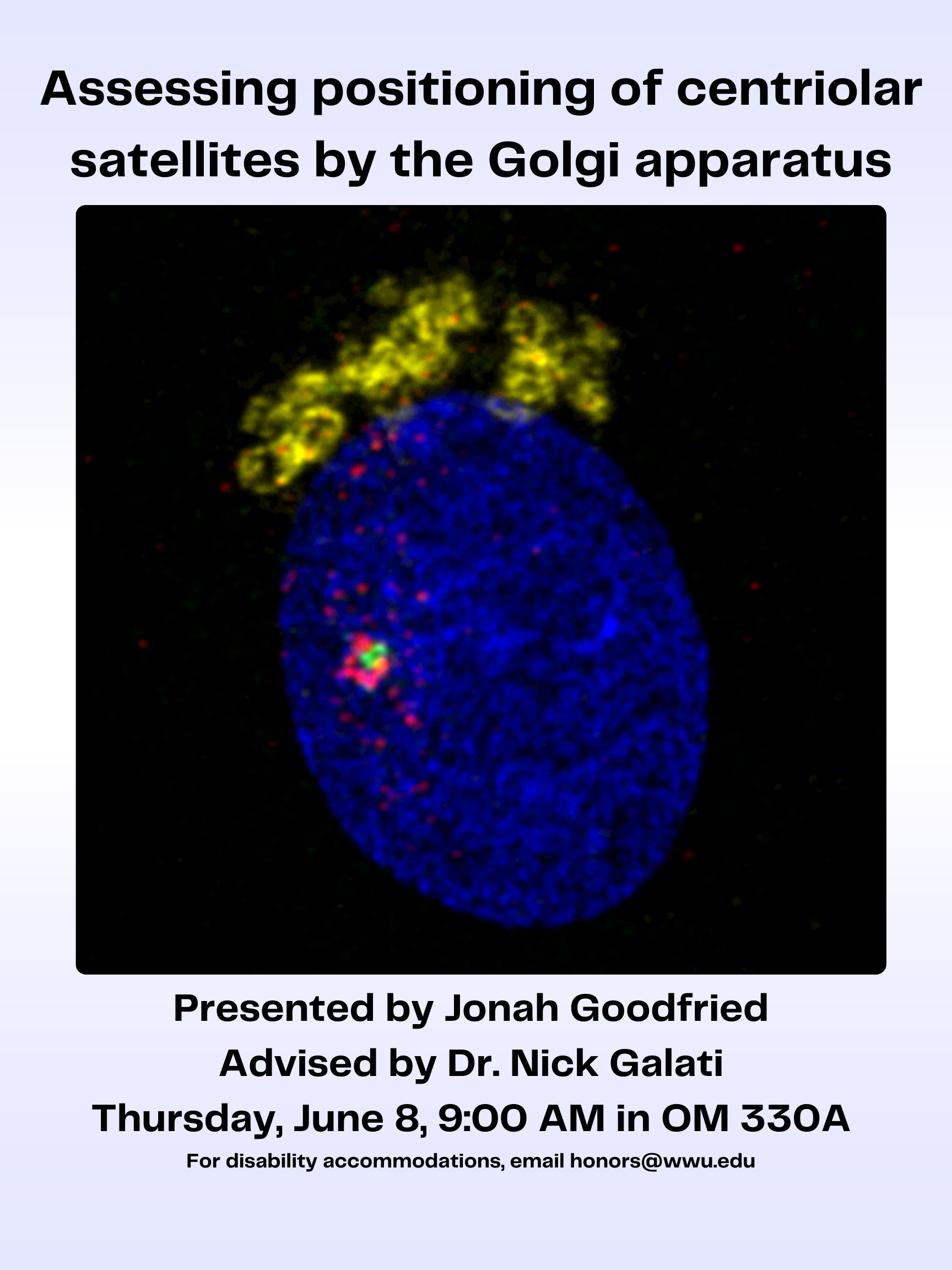 A poster with an image of a human cell with the nucleus in blue, Golgi apparatus in yellow, centrosome in green, and satellite protein PCM1 in red. Text reads: "Assessing positioning of centriolar satellites by the Golgi apparatus. Presented by Jonah Goodfried; Advised by Dr. Nick Galati; Thursday, June 8, 9:00 A.M. in OM 330A; For disability accommodations, email honors@wwu.edu."