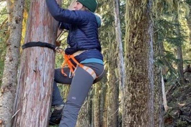 Antonia Parrish uses stakes to climb a tree trunk