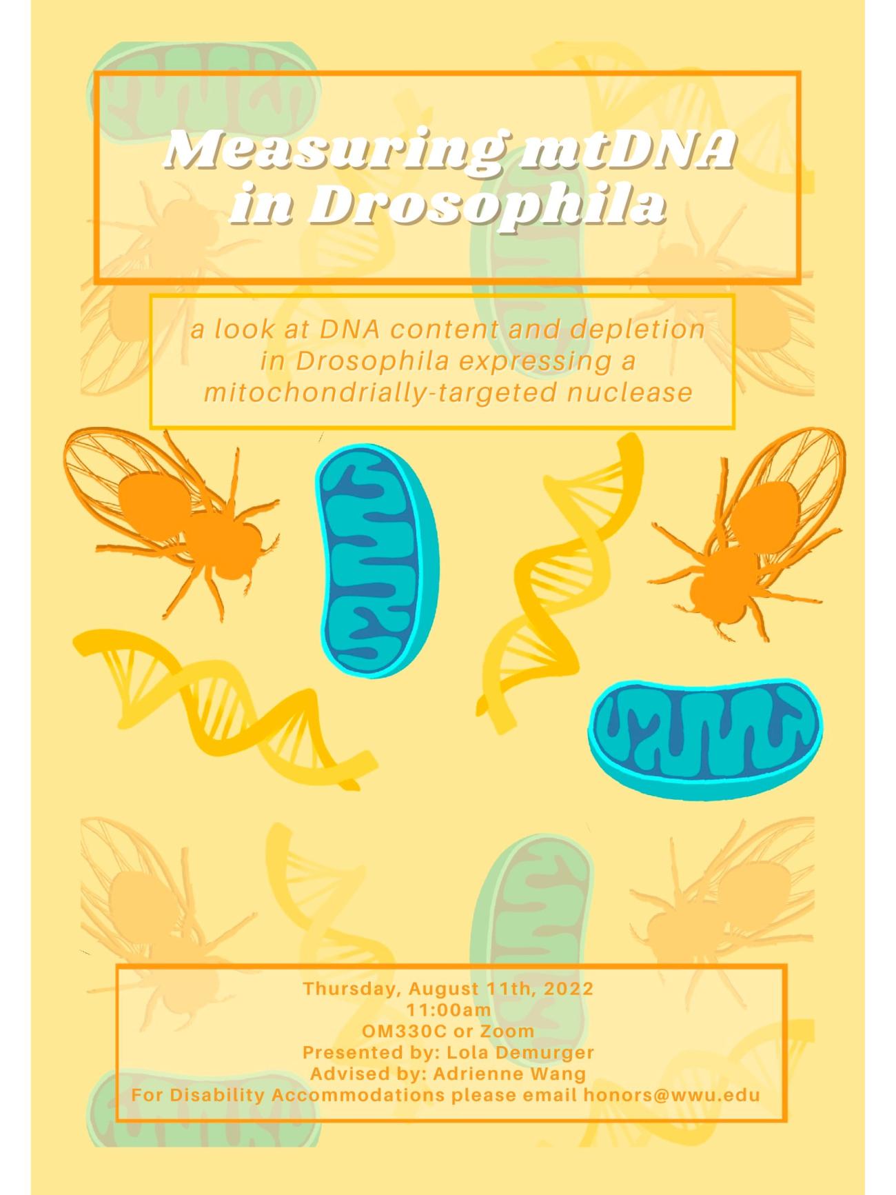 Poster background is yellow with a pattern of blue mitochondria, yellow DNA helices, and orange fruit flies. Main title at the top reads “measuring mtDNA in Drosophila”, and subtitle right below it reads “a look at DNA content and depletion in Drosophila expressing a mitochondrially-targeted nuclease”, at the bottom it reads “Thursday, August 11th 2022, 11:00am OM330C or Zoom Presented by: Lola Demurger advised by: Adrienne Wang for disability accomodations please email honors@wwu.edu.”