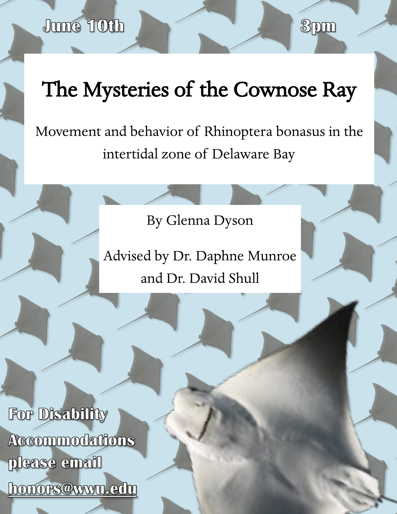 “School of cownose rays swim in the background, with an up close face of a ray in the bottom right-hand corner. Text reads "The Mysteries of the Cownose Ray: Movement and behavior of Rhinoptera bonasus in the intertidal zone of Delaware Bay."  "Honors Capstone Presentation by Glenna Dyson, Advisor Dr. Daphne Munroe and Dr. David Sull"  "June 10, 2020, 3:00 PM”  "For disability accommodations please email honors@wwu.edu"