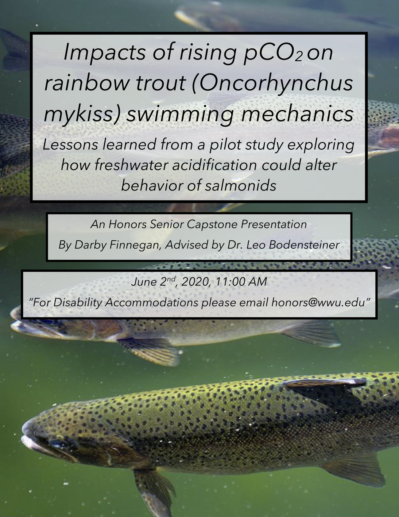 Image: Photo of a school of rainbow trout. Text: "Impacts of rising pCO2 on rainbow trout (Oncorhynchus mykiss) swimming mechanics. Lessons learned from a pilot study exploring how freshwater acidification could alter behavior of salmonids. An Honors Senior Capstone Presentation. By Darby Finnegan, Advised by Dr. Leo Bodensteiner. June 2nd, 2020, 11:00 AM. For Disability Accommodations please email honors@wwu.edu."