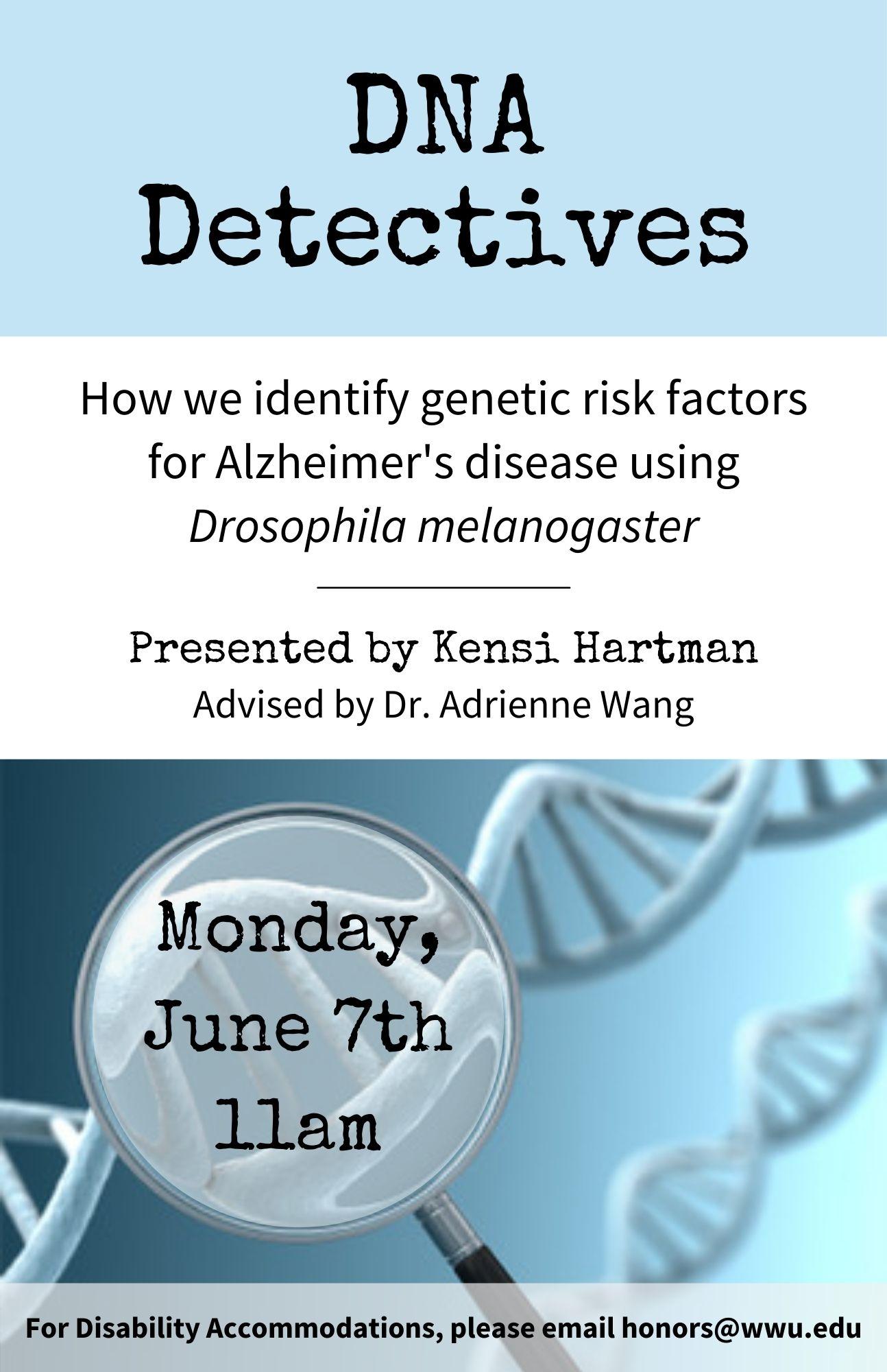 Blue and white poster with a cartoon magnifying glass over an image of a DNA double helix. Text reads "DNA Detectives: How we identify genetic risk factors for Alzheimer's disease using Drosophila melanogaster. Presented by Kensi Hartman, advised by Dr. Adrienne Wang. Monday, June 7th at 11am. For disability accommodations please email honors@wwu.edu". 
