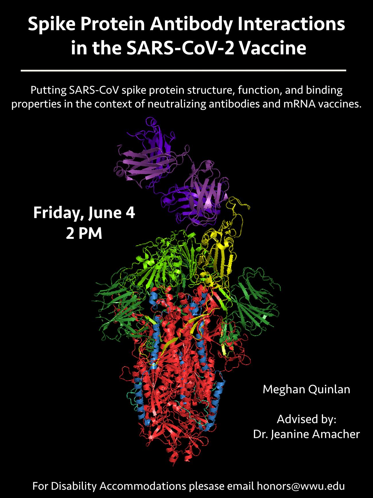 ​Black poster with a multi-colored cartoon of SARS-CoV-2 spike protein shown interacting with the heavy and light chains of an antibody. Text reads: "Spike Protein Antibody Interactions in the SARS-CoV-2 Vaccine. Putting SARS-CoV spike protein structure, fuction, and binding properties in the context of neutralizing antibodies and mRNA vaccines. Friday, June 4, 2 PM. Meghan Quinlan. Advised by Dr. Jeanine Amacher. For disability accommodations please email honors@wwu.edu". 