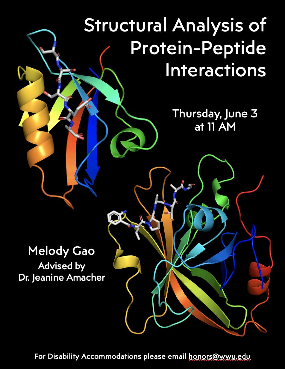 Black poster with two rainbow protein structures bound to gray peptides. Text reads: "Structural Analysis of Protein-Peptide Interactions. Thursday, June 3 at 11 AM. Melody Gao, Advised by Dr. Jeanine Amacher. For disability accommodations please email honors@wwu.edu". 