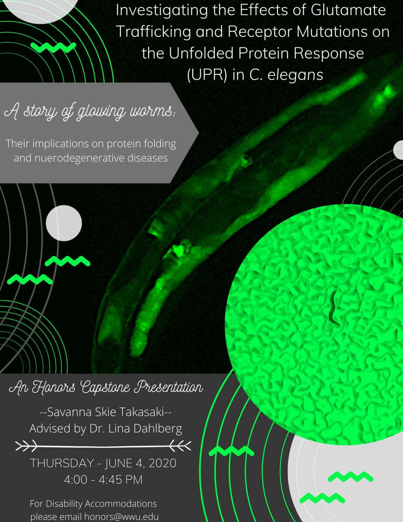Image: "C. elegans worms fluorescing green under UV light displaying GFP expression. Text: "Investigating the Effects of Glutamate Trafficking and Receptor Mutations on the Unfolded Protein Response (UPR) in C. elegans. A story of glowing worms: Their implications on protein folding and neurodegenerative diseases. An Honors Capstone Presentation. Savanna Skie Takasaki, advised by Dr. Lina Dahlberg. Thursday June 4, 2020 4:00 - 4:45 AM. For disability accommodations please email honors@wwu.edu."