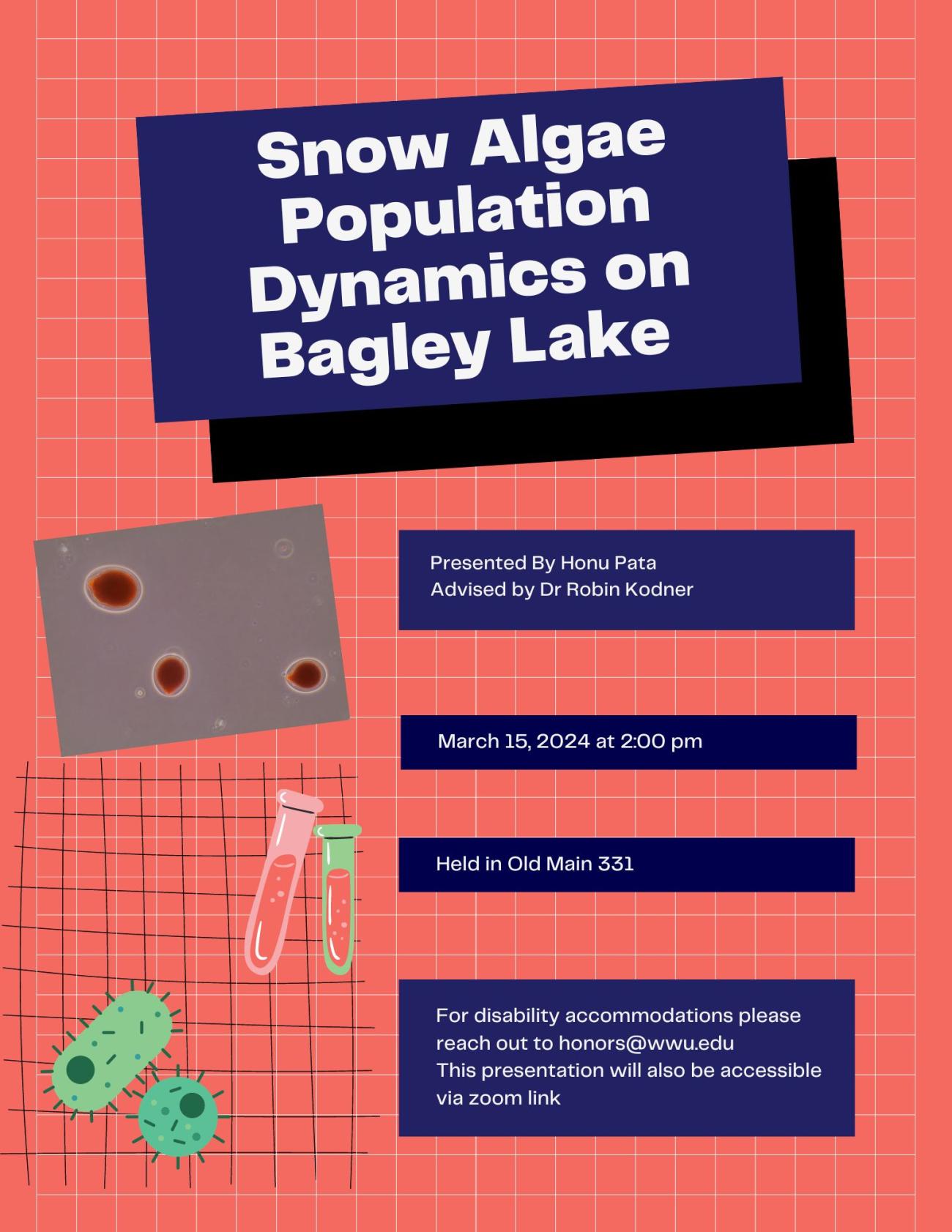 Pink background with dark blue boxes. In the first dark blue box, white text reads "Snow Algae Population Dynamics on Bagley Lake". The boxes below it say "Presented by Honu Pata. Advised by Dr Robin Kodner. March 15, 2024 at 2:00 pm. Held in Old Main 331. For disability accommodations please reach out to honors@wwu.edu. This presentation will also be accessible via zoom link." To the left are a microscope image of 3 small red cells & below it is a graphic of 2 test tubes & a graphic of 2 green cells.